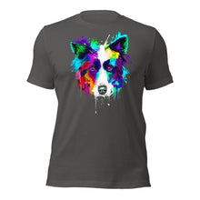 Border Collie (Splash)