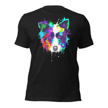 Border Collie (Splash)