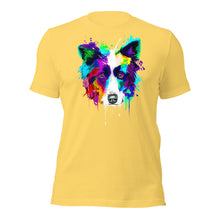 Border Collie (Splash)